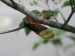 cicadas.jpg