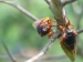 cicadas2.jpg