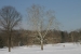 white-oak.jpg